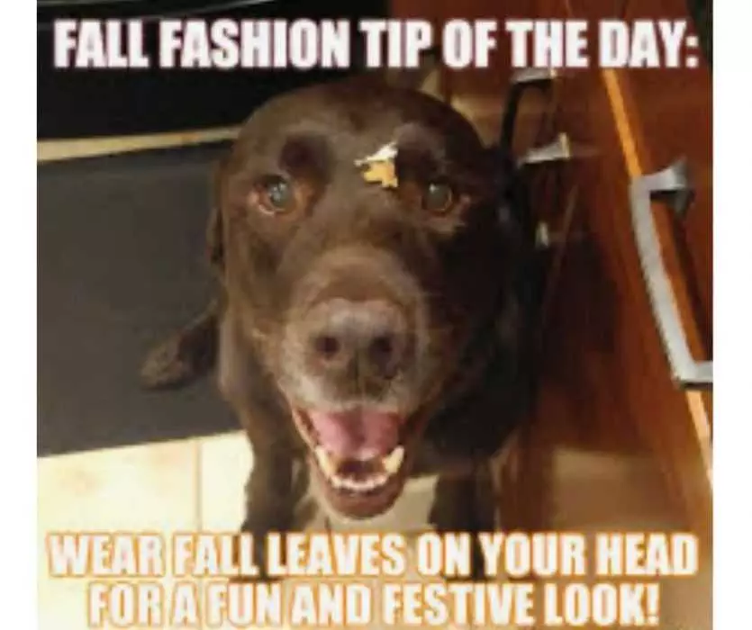 Autumn Equinox Memes  Fall Fashion Tips