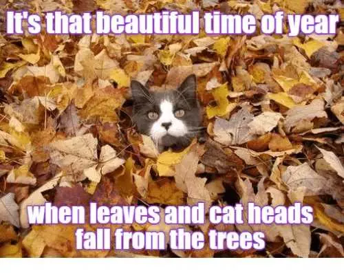 Funny Fall Animal Images 1