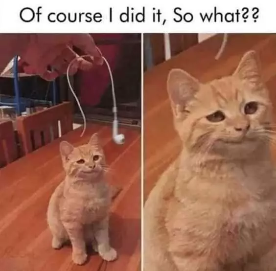 Cat Showing Guilty Look After Being Shown A Broken Airpod