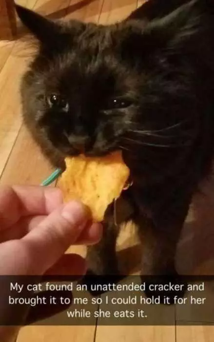 Demanding Cat Wants Human Owner To Hold Cracker While She Eats