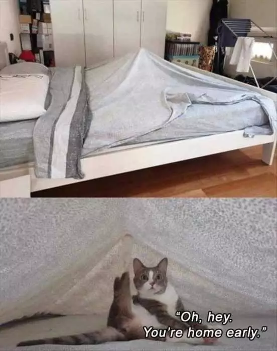 Cat Made A Tent Out Of Blanket