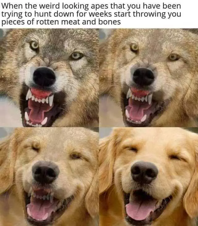 Funny Cats And Dogs  Meme Of Wolf Turning Into Retriever When Given Food
