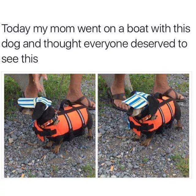 Dog Perfectly Dressed For A Boat Trip