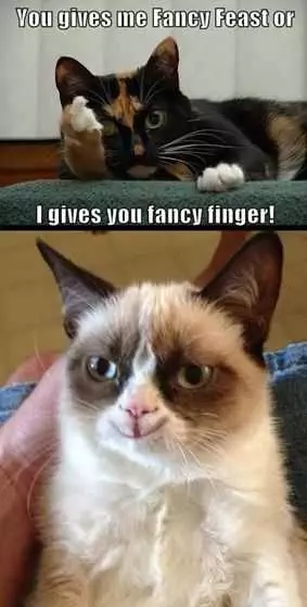 Cat Giving The Finger