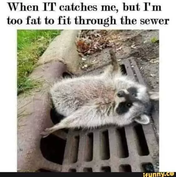 Racoon Giving Up On Life Because He'S Too Fat To Fit Down Sewer