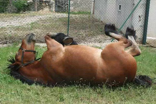 Lazy-Horse Cutest Animal Pictures Horse