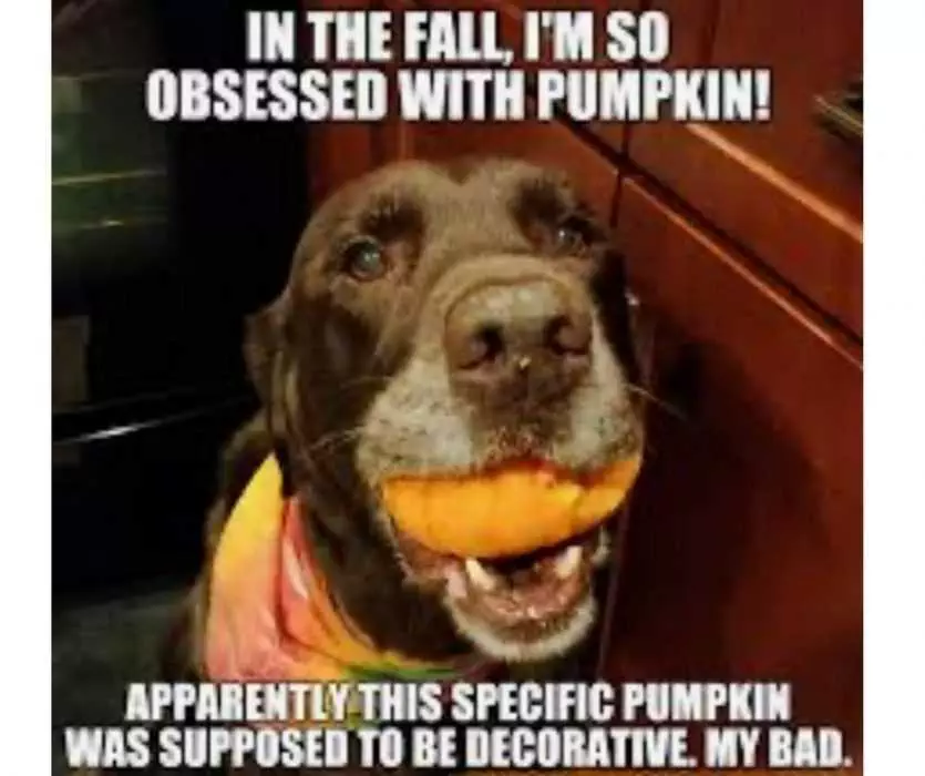 Obsessed With Pumpkin