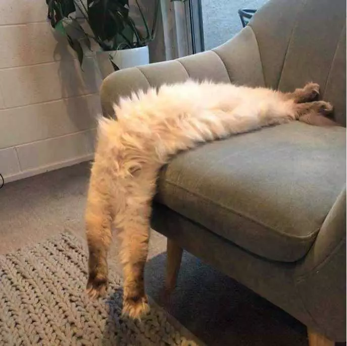 Animal Picture Fails  All Legs
