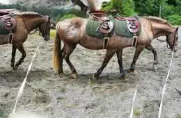 Pano Horse Horse