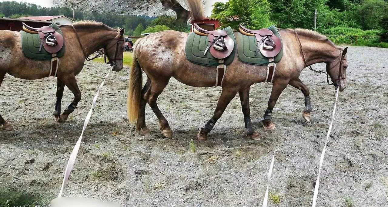 Animal Picture Fail  6 Legged Horse