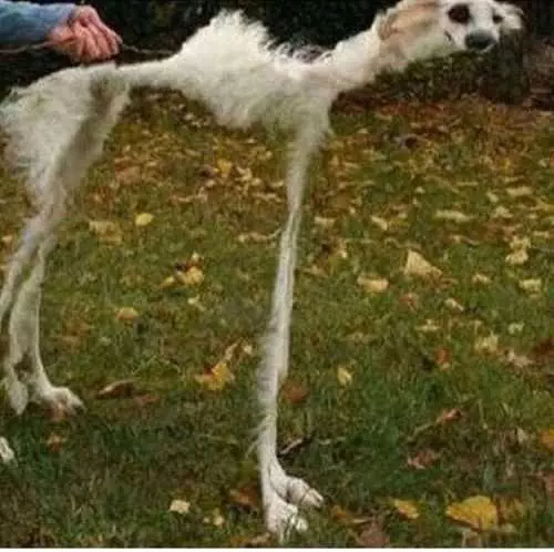Animal Picture Fail  Really Skinny And Tall Dog