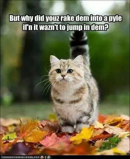 Fall-Jump-In-Pile Funny Fall Animal Pictures 3