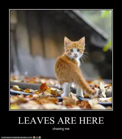 Funny Autumn Animal Pictures 2