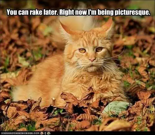 Fall-Lookiong-Good Funny Autumn Animal Pictures 3