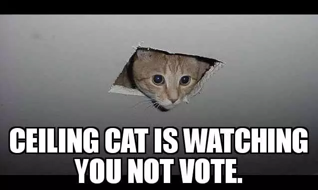 Voting Cat Memes  Ceiling Cat
