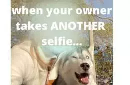 Smiling Dog  Husky Smiling For Selfie With Owner Awkwardly