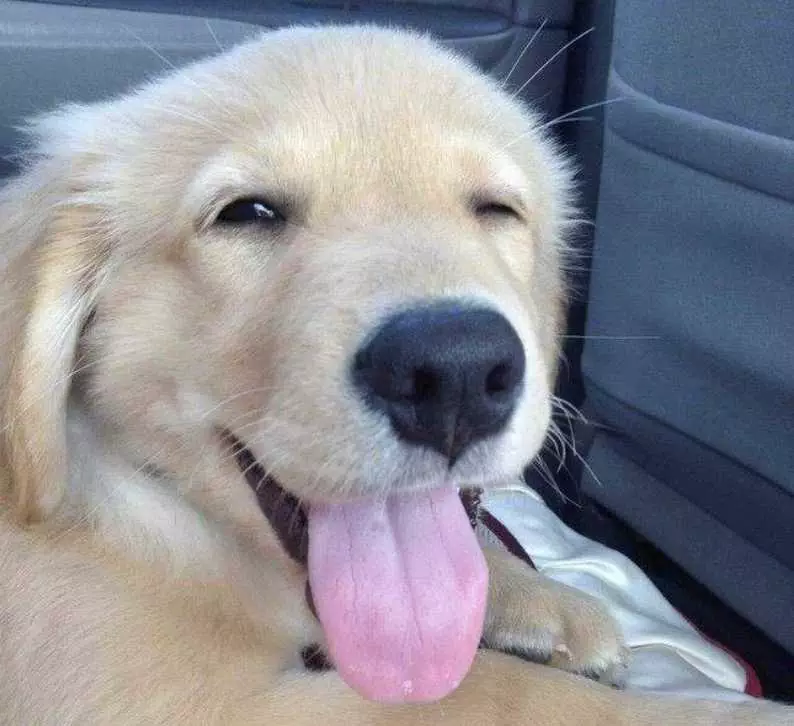 Smiling-Dog-Golden-Retriever-Puppy Smiling Dog Golden Retriever Puppy