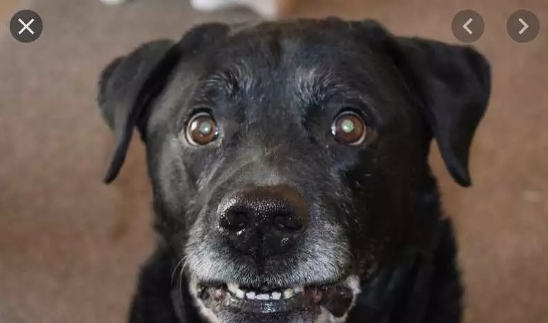 Smiling-Dog-Guilty-Smile Smiling Dog Guilty Smile