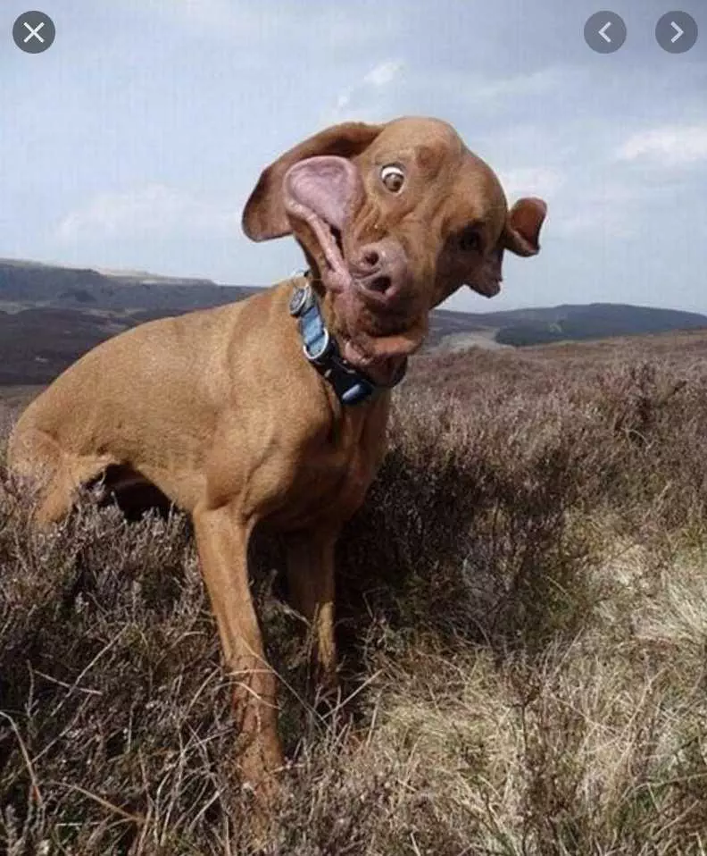 Smiling-Dog-In-Mid-Shake Smiling Dog Mid Shake Smile