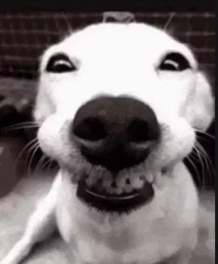 Smiling-Dog-Look-Into-Camera-Smile Smiling Dog Look Into The Camera