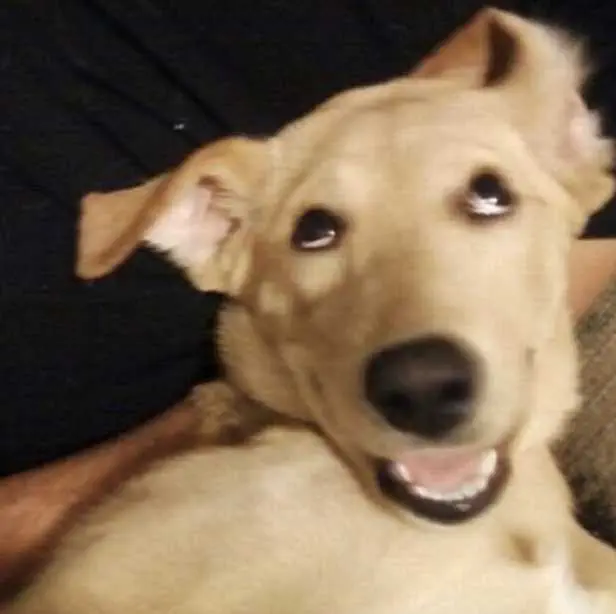 Smiling-Dog-My-Ears-So-Floppy-Smile Smiling Dog My Ears Are So Floppy