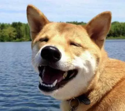 Smiling-Dog-Squinting-Into-Sun Smiling Dog Squinting Into Sun