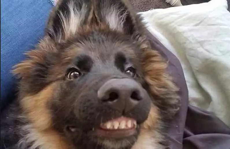 Toothy-Smiling-Dog-German-Shepard Smiling Dog German Shepard