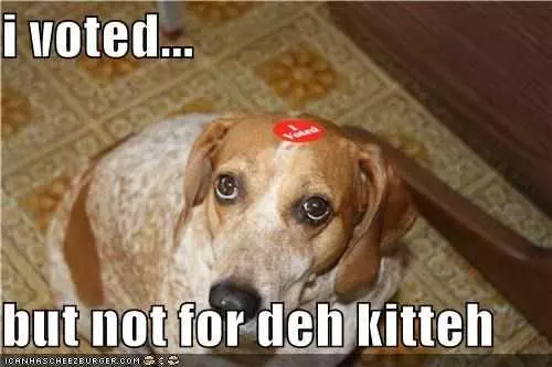 Funny Voting Memes Dog  Dog Not Happy