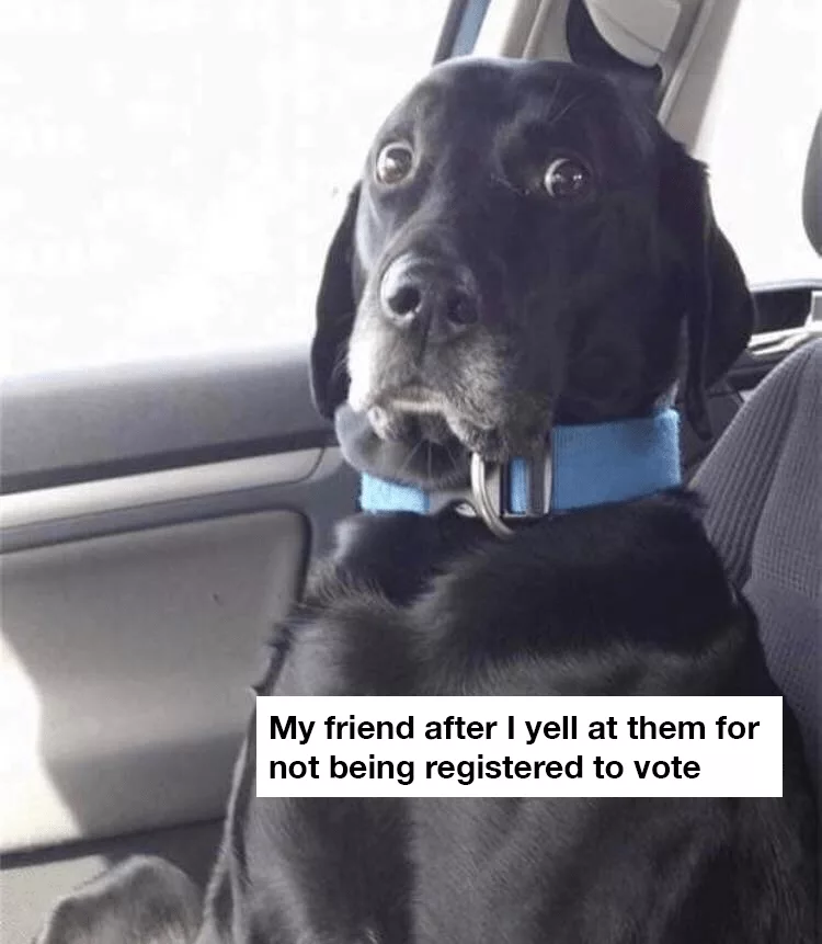 Funny Voting Memes Dog  Shocked And Surprised