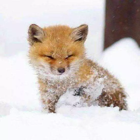 Cutest Baby Animal Picture  Baby Fox