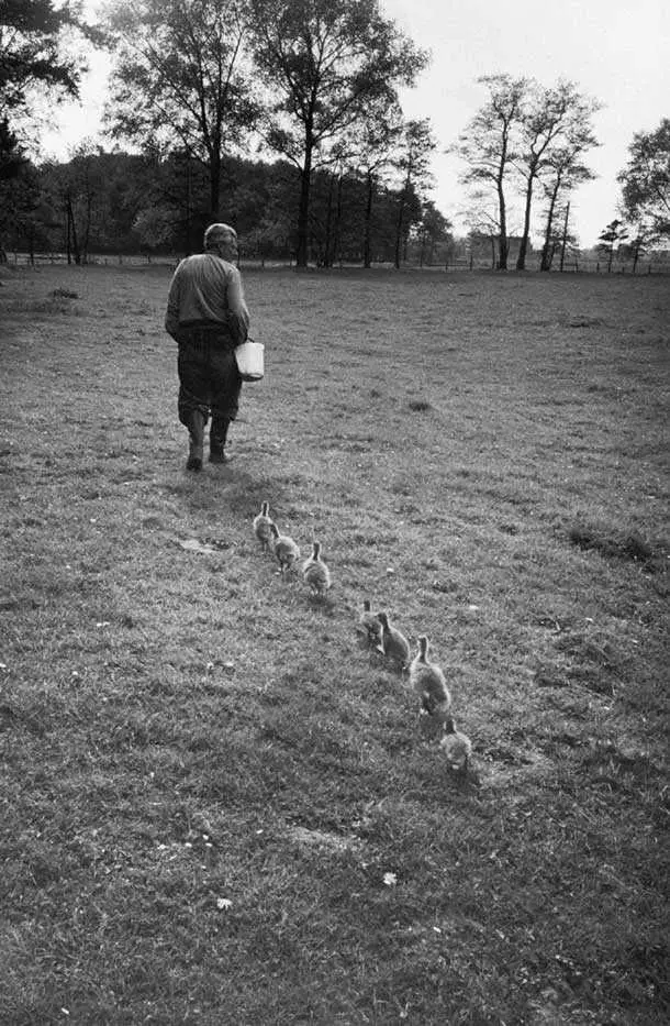 Timeless Photos  Goslings