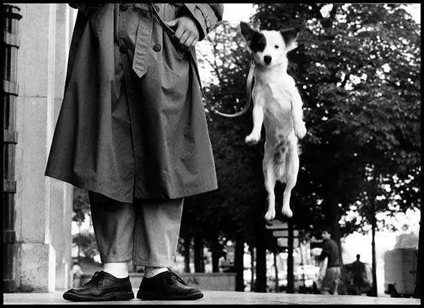Timeless Photos  Dog Jumps In Paris