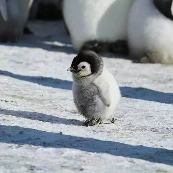 Cute Baby Animal Pictures  Baby Penguin
