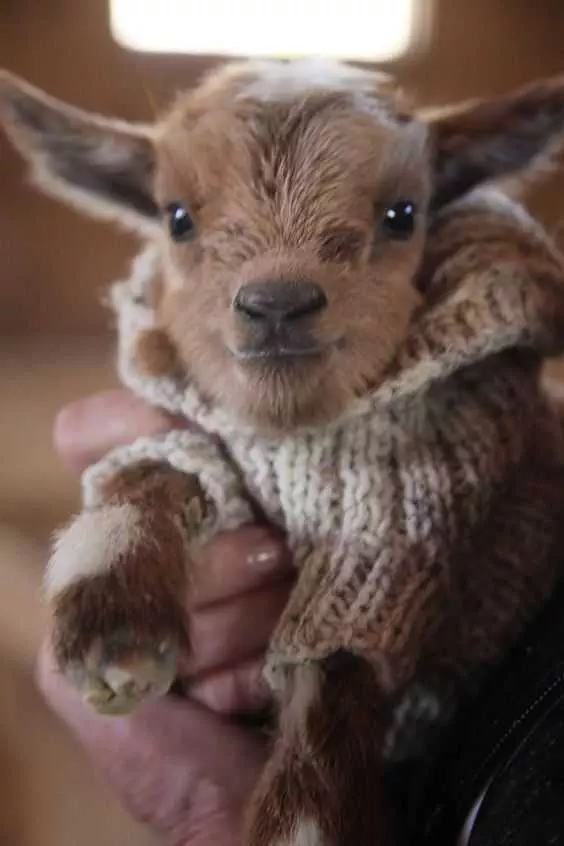 Cute Baby Animal Pictures  Baby Goat