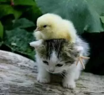 Cutest Baby Animals  Chick On Kitten