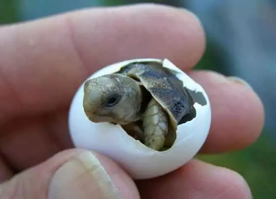 Cute Baby Animal Pictures  Baby Turtle