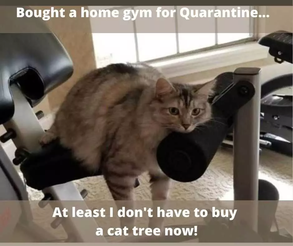 At Least I Don't Have To Shell Out For A Cat Tree Now!-2 Cute Funny Animals 8 No Need For Cat Tree