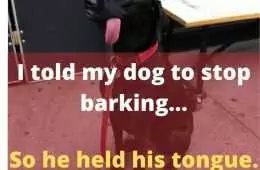 Cute Funny Animals 2  Dog Held His Tongue