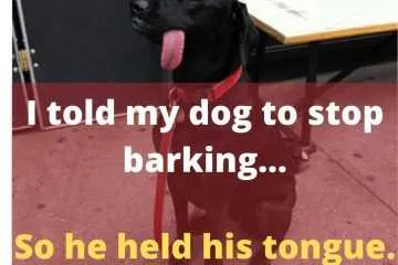 Cute Funny Animals 2  Dog Held His Tongue
