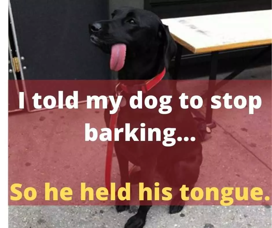 Cute Funny Animals 2  Dog Held His Tongue