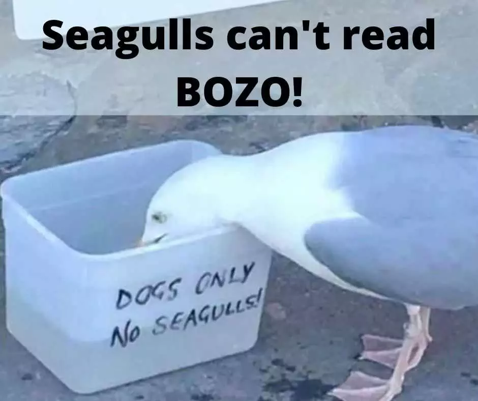 Cute Funny Animals 10  Seagulls Cannot Read