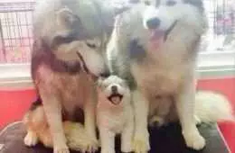 Baby Animal Husky Family
