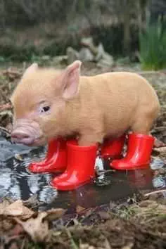 Cute Baby Pig Pictures  Baby Pig