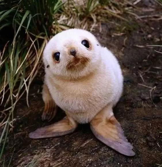 Cute Baby Animal Pictures  Baby Seal