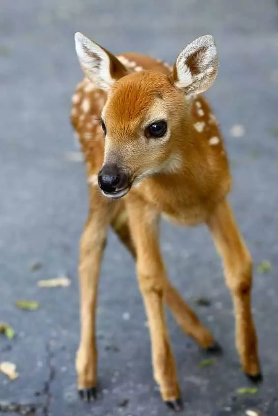 Cute Baby Deer Pictures  Bambi