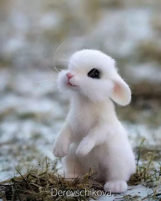 Cute Baby Rabbit Pictures  Baby Bunny