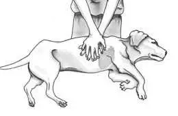 Cpr For Cats And Dogs This Is Exactly What To Complete In Case Your Pet Cant Breathe 5Fc0Fac5D02B4
