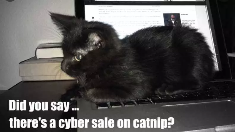 Cyber Monday Animal Meme  Cat Nip On Sale!