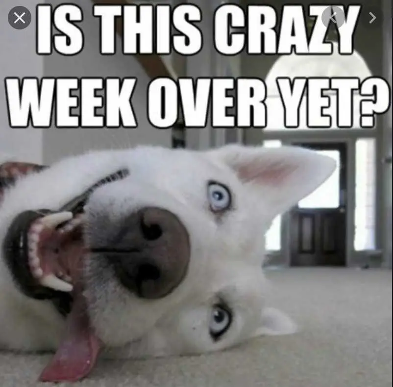 Cyber-Monday-Animal-Memes-9 Cyber Monday Animal Meme Crazy Weekend Over