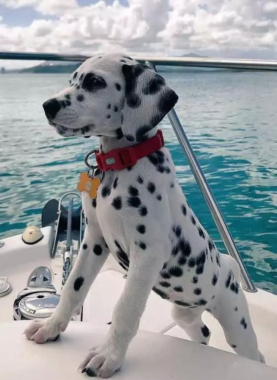 Cute Baby Animal Pictures  Baby Dalmatian Puppy